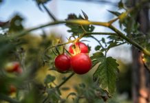 Când se pune plasa de umbrire la roşii şi cum o alegi Când se pune plasa de umbrire la roşii şi cum o alegi