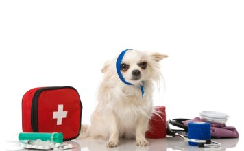 Urgențe veterinare: cum să găsești ajutor rapid în București? Urgențe veterinare: cum să găsești ajutor rapid în București?