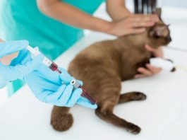 Cum ajută analizele de sânge în diagnosticarea bolilor și monitorizarea tratamentului la animale? Cum ajută analizele de sânge în diagnosticarea bolilor și monitorizarea tratamentului la animale?