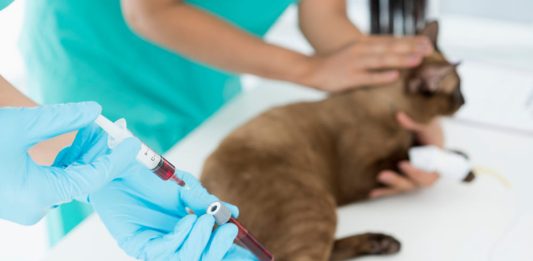 Cum ajută analizele de sânge în diagnosticarea bolilor și monitorizarea tratamentului la animale? Cum ajută analizele de sânge în diagnosticarea bolilor și monitorizarea tratamentului la animale?